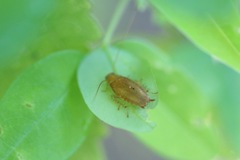 Chorisoneura texensis