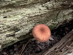 Tricholomopsis rutilans