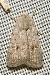 Caradrina kadenii