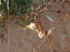 Anthyllis vulneraria