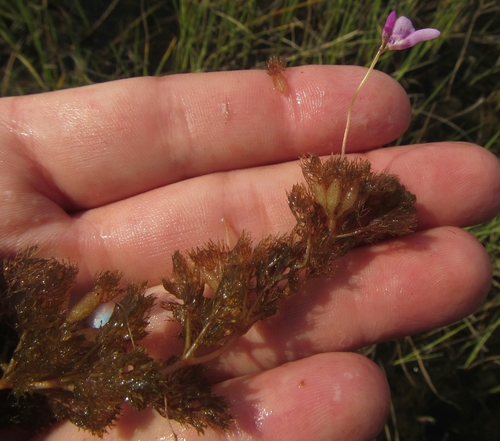 Image of Utricularia benjaminiana by (c) Robert Taylor, some rights reserved (CC BY)