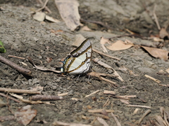 Polyura eudamippus formosana