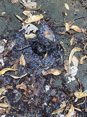 Sturnus vulgaris