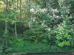 Toxicodendron radicans