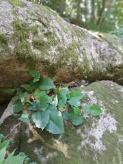 Toxicodendron radicans