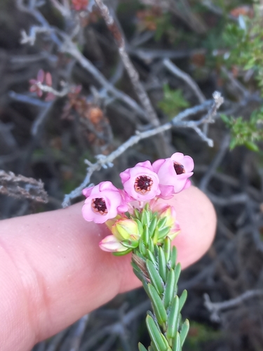 Image of Erica excavata by (c) Brian du Preez, some rights reserved (CC BY-SA)