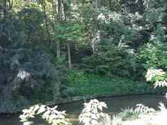 Toxicodendron radicans