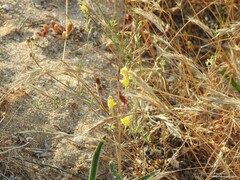 Linaria polygalifolia