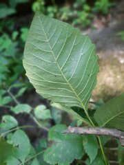 Toxicodendron radicans