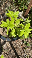Talinum paniculatum