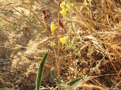 Linaria polygalifolia