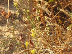 Linaria polygalifolia