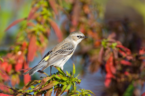 Setophaga coronata image