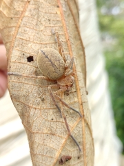 Sparassidae