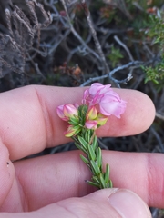 Erica excavata