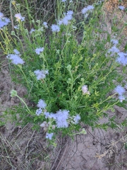 Conoclinium dissectum