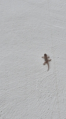 Tarentola mauritanica mauritanica