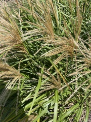 Miscanthus sinensis