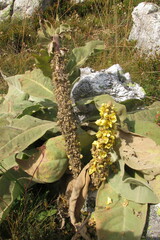 Verbascum longifolium