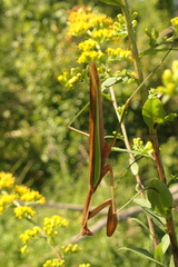 Tenodera sinensis