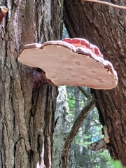 Ganoderma