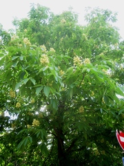 Aesculus glabra