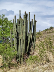 Stenocereus treleasei