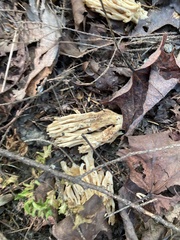 Clavariaceae