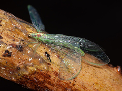 Nineta pallida