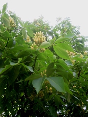 Aesculus glabra