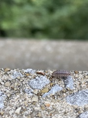 Holoverticata