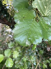 Alnus glutinosa