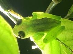 Espadarana prosoblepon