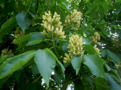 Aesculus glabra