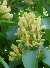 Aesculus glabra