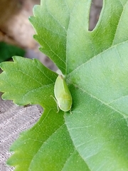 Acusana