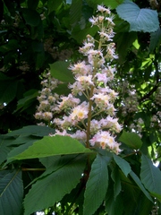 Aesculus hippocastanum