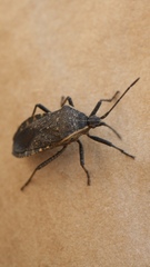 Anasa tristis