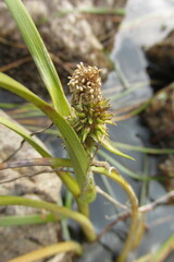 Sparganium angustifolium