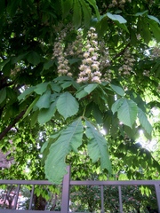 Aesculus hippocastanum