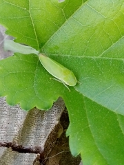 Acusana