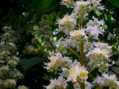 Aesculus hippocastanum