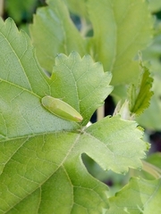 Acusana