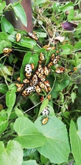 Sephina
