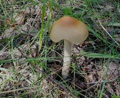 Amanita fulva