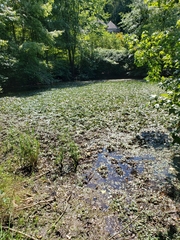 Trapa natans bispinosa