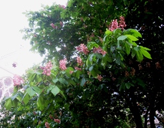 Aesculus × carnea