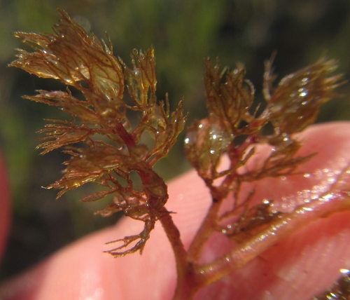 Image of Utricularia benjaminiana by (c) Robert Taylor, some rights reserved (CC BY)