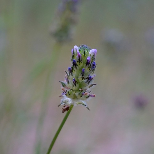 Image of Dalea polygonoides by (c) Andrew Tree, some rights reserved (CC BY)