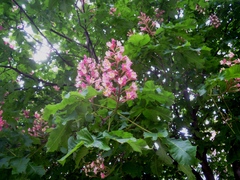 Aesculus × carnea